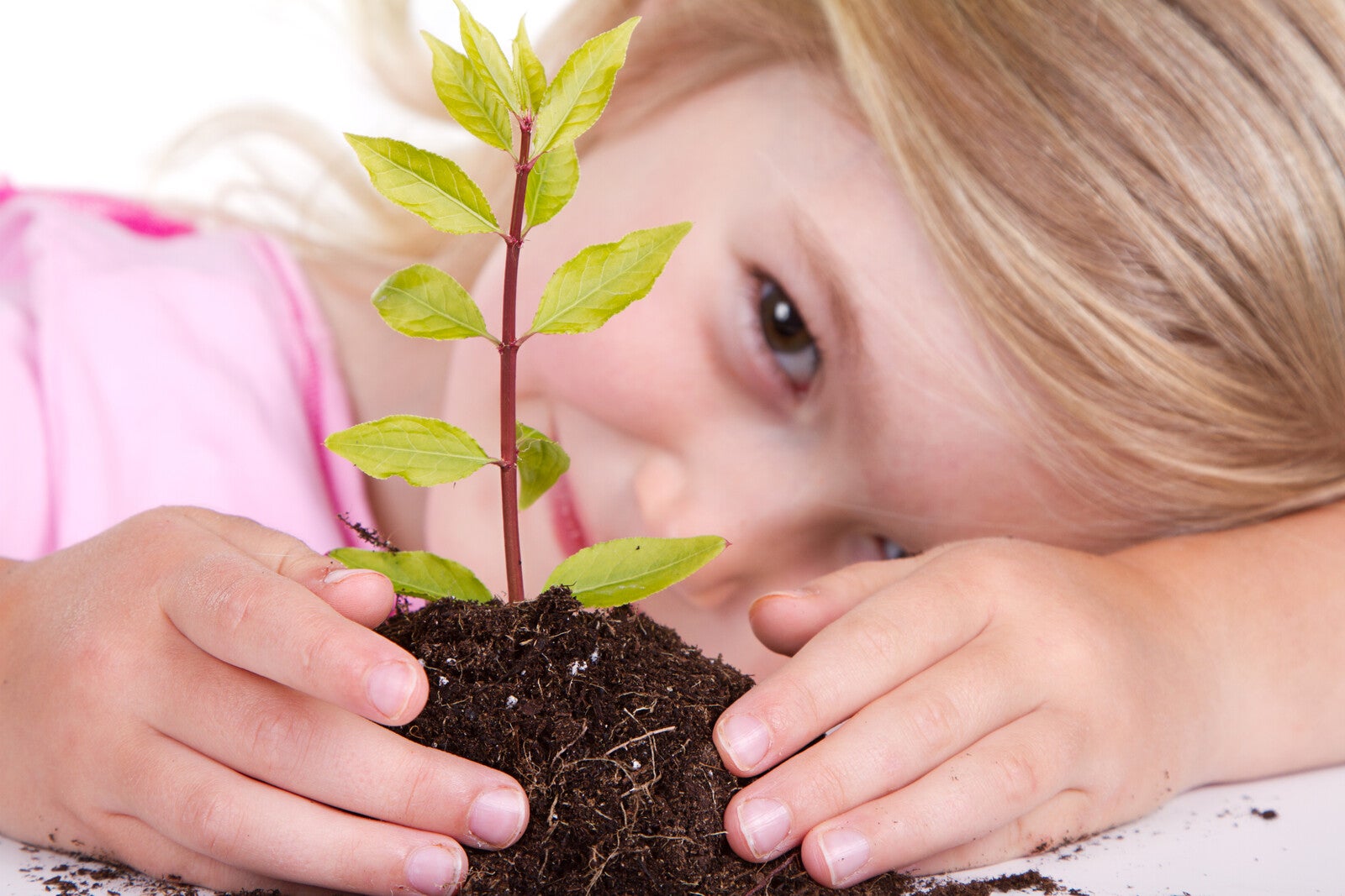 Safe Tree Planting Guidelines